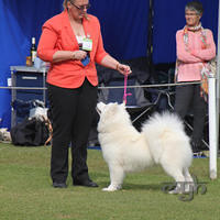 20130728 Dog Show Gosford (6 of 10)