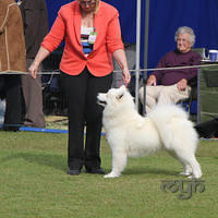 20130728 Dog Show Gosford (7 of 10)