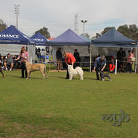 20130728 Dog Show Gosford (8 of 10)