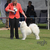 20130728 Dog Show Gosford (9 of 10)