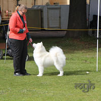  20130803 Dog Show - Wagga (1 of 03)