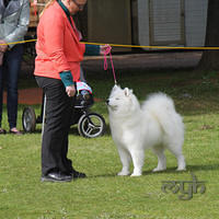  20130803 Dog Show - Wagga (2 of 03)