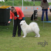  20130804 Dog Show - Wagga (10 of 10)