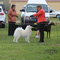  20130804 Dog Show - Wagga (3 of 10)