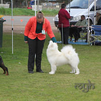  20130804 Dog Show - Wagga (4 of 10)