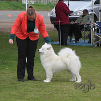  20130804 Dog Show - Wagga (6 of 10)