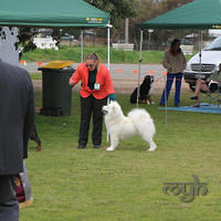  20130804 Dog Show - Wagga (9 of 10)