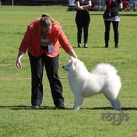 Dog Show-Bulli (10 of 10)