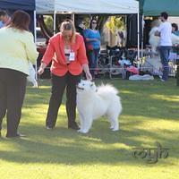 Dog Show-Bulli (2 of 10)