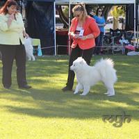 Dog Show-Bulli (3 of 10)