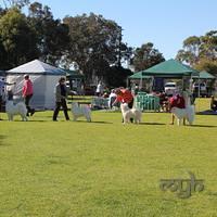 Dog Show-Bulli (4 of 10)