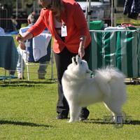 Dog Show-Bulli (6 of 10)