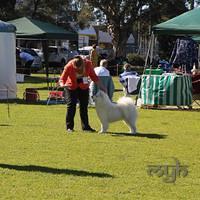 Dog Show-Bulli (7 of 10)