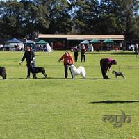 Dog Show-Bulli (8 of 10)