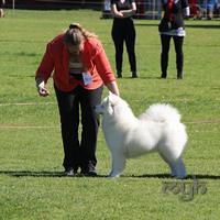 Dog Show-Bulli (9 of 10)