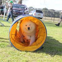Samoyed Fun day (41 of 68)