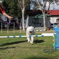 Samoyed Fun day (49 of 68)