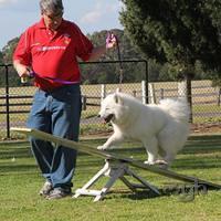 Samoyed Fun day (55 of 68)