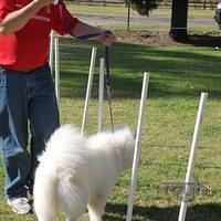 Samoyed Fun day (67 of 68)