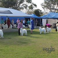 Dog Show-Spring Fair (10 of 10)