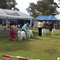 Dog Show-Spring Fair (2 of 10)