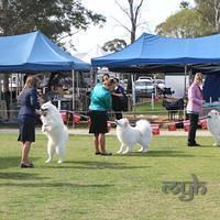 Dog Show-Spring Fair (3 of 10)