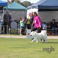 Dog Show-Spring Fair (4 of 10)