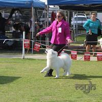 Dog Show-Spring Fair (5 of 10)