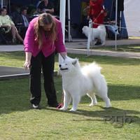 Dog Show-Spring Fair (6 of 10)
