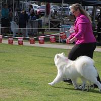 Dog Show-Spring Fair (7 of 10)