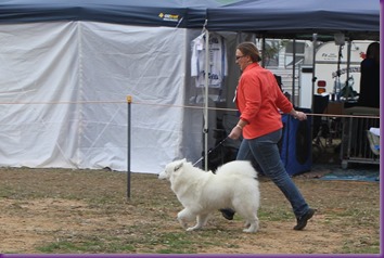 20130518_Dog Show Temora (4 of 7)