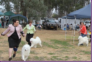 20130518_Dog Show Temora (7 of 7)