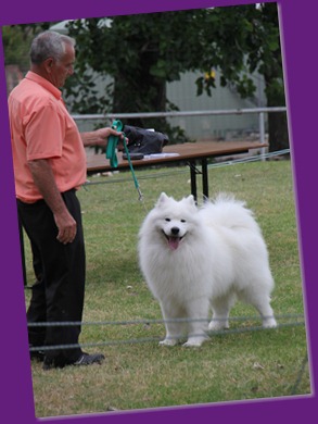  20121215_Dog Show-Samoyed Open (8 of 17)