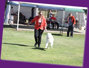 20121027_Dog Show_BlaxlandGlenbrook (12 of 28)