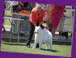 20121027_Dog Show_BlaxlandGlenbrook (36 of 28)