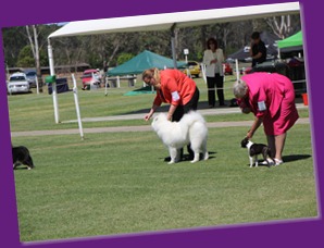 20121027_Dog Show_BlaxlandGlenbrook (37 of 28)