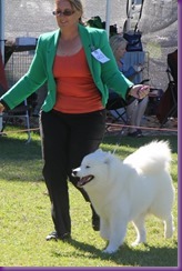 20130428_Dog Show - Bulli (1 of 4)