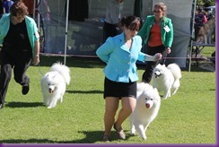 20130428_Dog Show - Bulli (3 of 4)