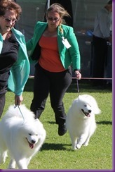 20130428_Dog Show - Bulli (4 of 4)