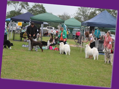  20130316_Dog Show - Camden (2 of 11)