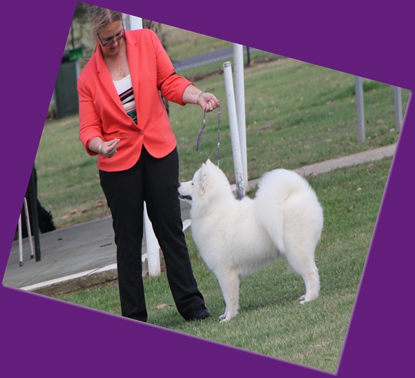 20121118_Dog Show_Campbelltown [DoubleShow] (55 of 34)-2