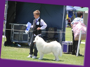 20121118_Dog Show_Campbelltown [DoubleShow] (86 of 34)