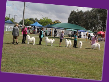  20130222_Dog Show-Canberra Royal (20 of 40)