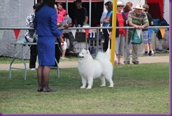  20130222_Dog Show-Canberra Royal (27 of 40)