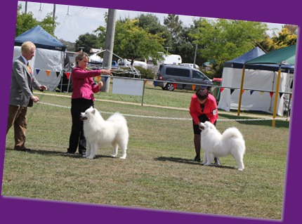 20130222_Dog Show-Canberra Royal (38 of 40)