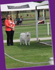 20121202_Dog Show-Fairfield (3 of 10)