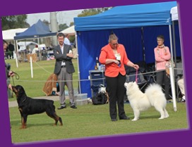 20130728_Dog Show_Gosford (4 of 10)