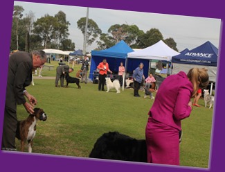 20130728_Dog Show_Gosford (5 of 10)