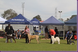 20130728_Dog Show_Gosford (8 of 10)