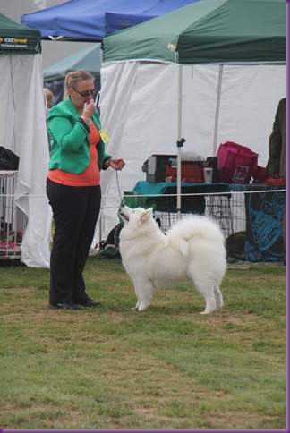 20130309_Dog Show - Goulburn (10 of 22)